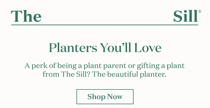 Planter You'll Love. A perk of being a plant parent or gifting a plant from The Sill? The beautiful planter.