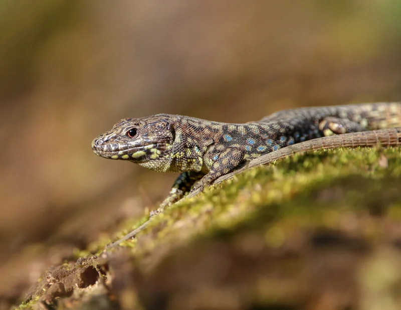 A Lazarus lizard suns itself on a warm rock in a wooded area in this North American city, one of many European transplants that have taken it over. Scientists say the city’s hills, aging infrastructure, and even its climate have helped them thrive.