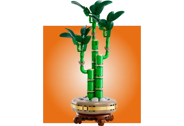 Lucky Bamboo
