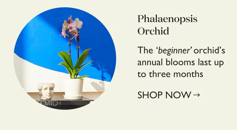 Phalaenopsis Orchid