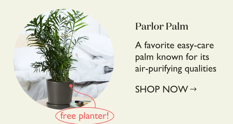 Parlor Palm