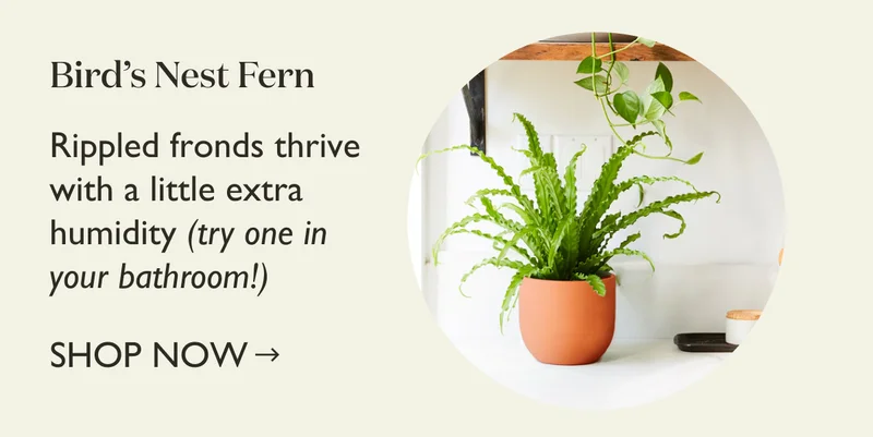Bird's Nest Fern