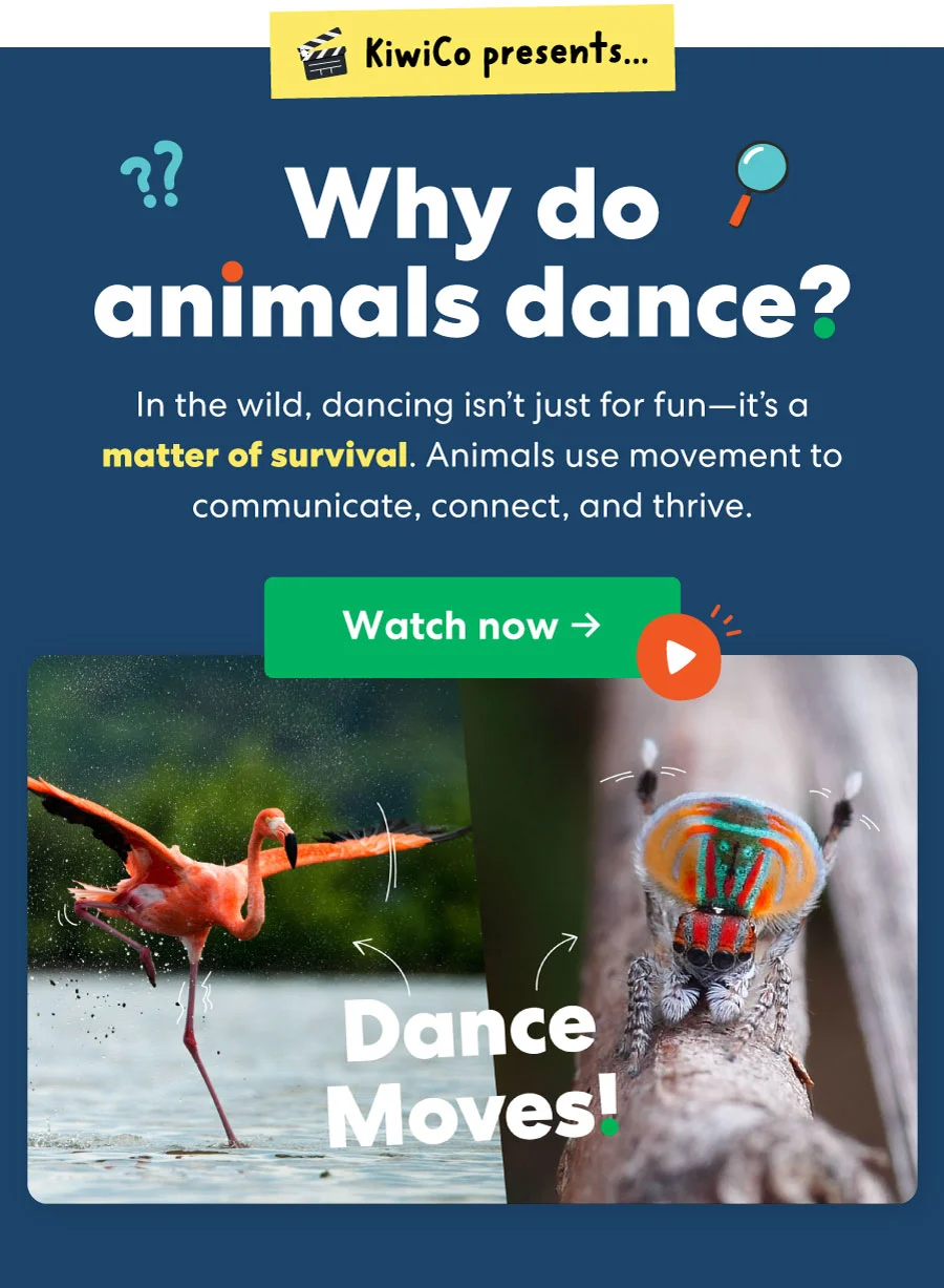 Why do animals dance?