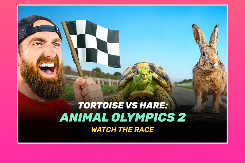 Video: Tortoise vs. Hare