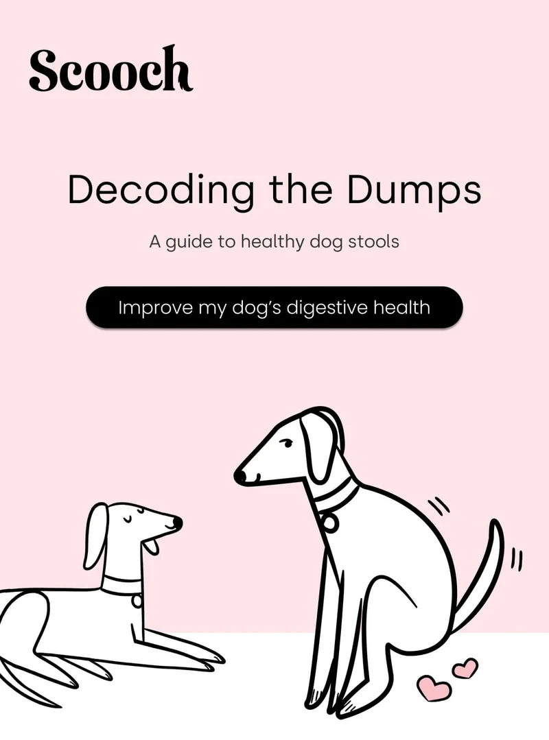 A guide to healthy dog stools - Improve my dog’s digestive health