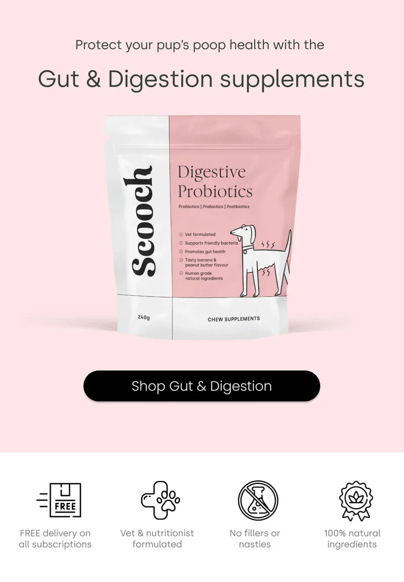 Protect your pup’s poop health with the  Gut & Digestion supplements - Shop Gut & Digestion