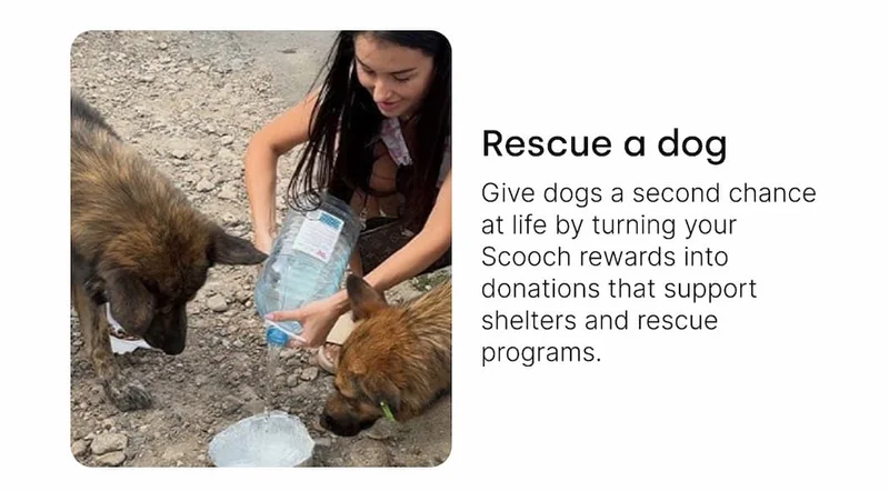 Rescue a dog