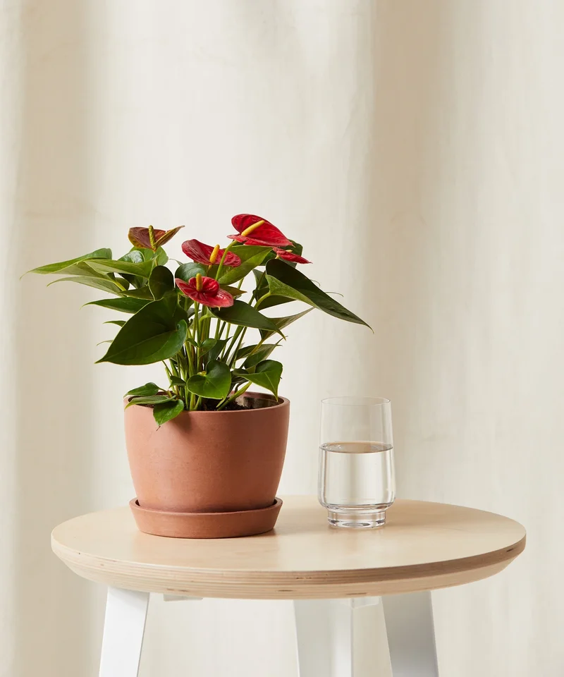 Image of Red Anthurium