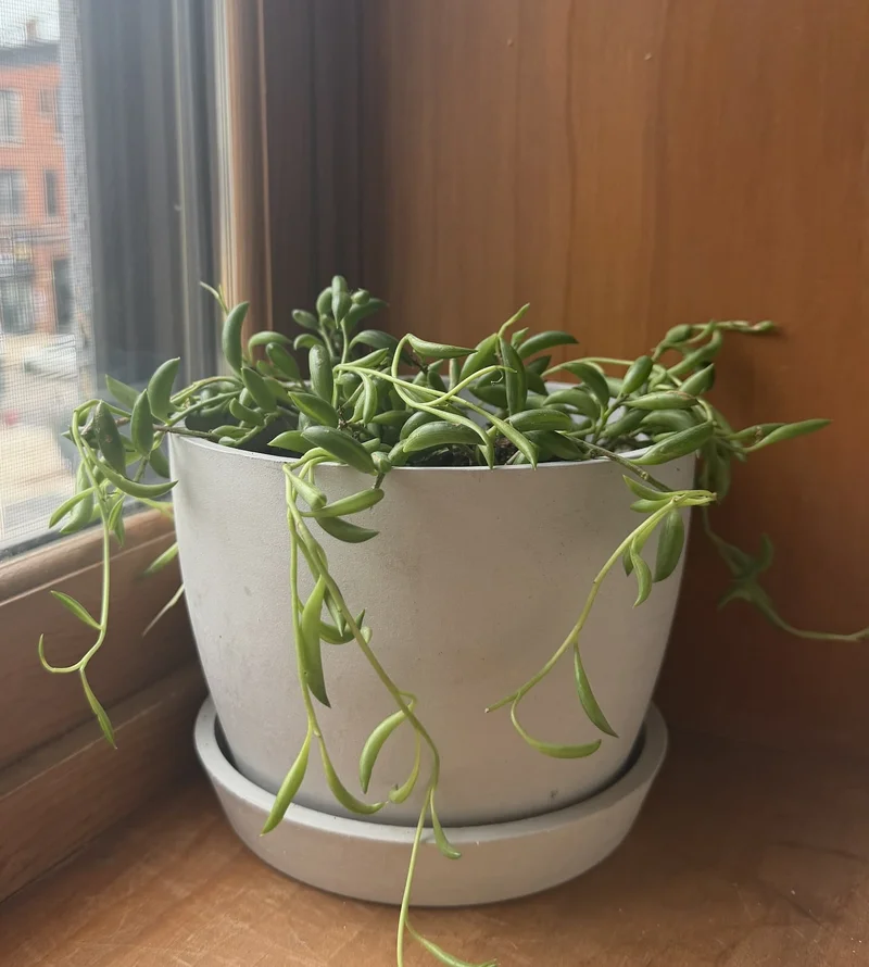 string of bananas plant