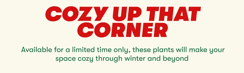 COZY UP THAT CORNER Available for a limited time only, these plants will make your space cozy through winter and beyond