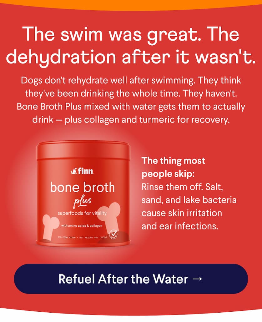 Text: The swim was great. The dehydration after it wasn't. Dogs don't rehydrate well after swimming. They think they've been drinking the whole time. They haven't. Bone Broth Plus mixed with water gets them to actually drink — plus collagen and turmeric for recovery. The thing most people skip: Rinse them off. Salt, sand, and lake bacteria cause skin irritation and ear infections. CTA: Refuel After the Water →