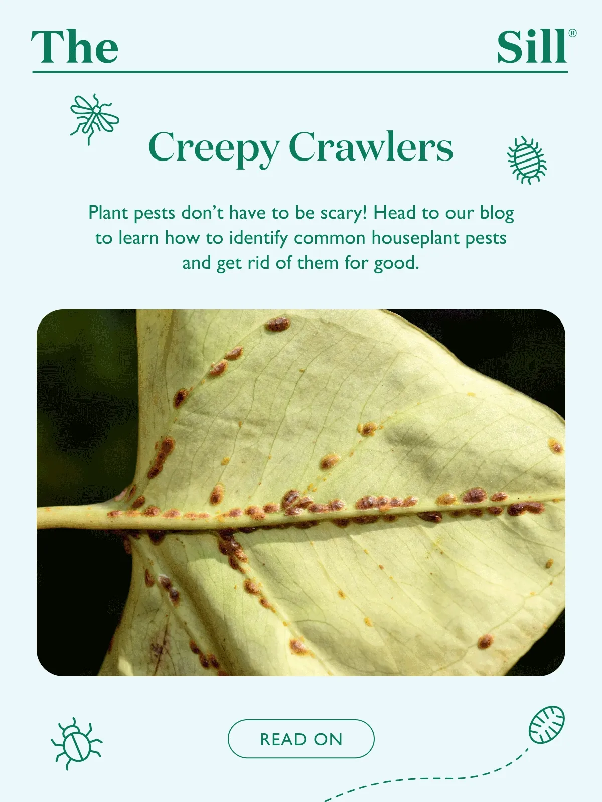 Plant pests don't have to be scary! Head to our blog to learn how to identify common houseplant pests and get rid of them for good.