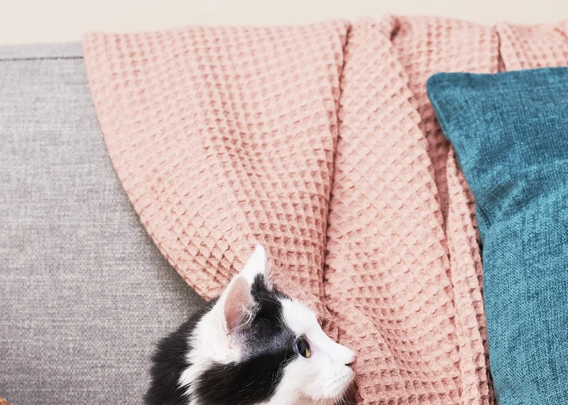 Cats should feel as excited as us when it comes to lunch and dinner. Give them food formulated by vets to mirror their natural diet and appeal to their killer carnivore instincts.