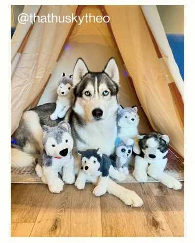 The Play Tent. @thathuskytheo