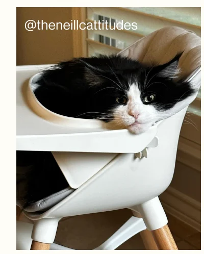The Chair. @theneillcattitudes