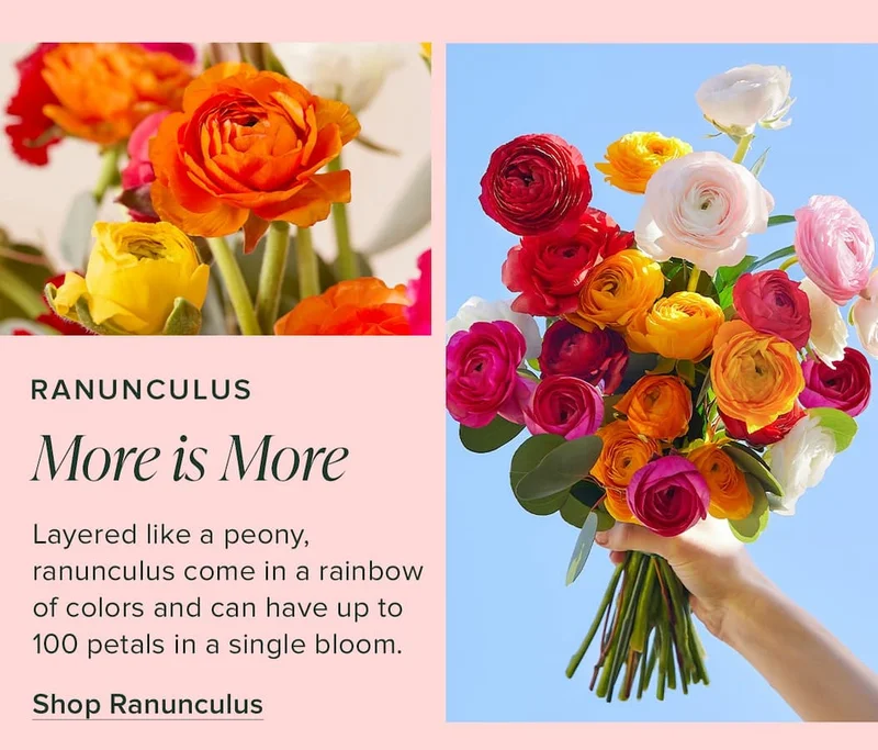 Ranunculus: More is More. Layered like a peony, ranunculus come in a rainbow of colors and can have up to 100 petals in a single blooms. Shop Ranunculus.