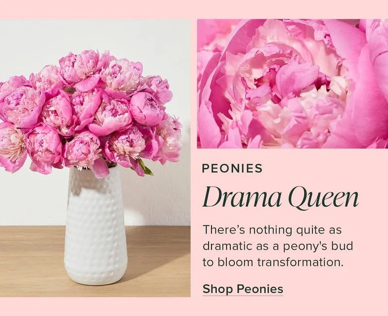 Peonies: Drama Queen. There's nothing quite as dramatic as a peony's bud to bloom transformation. Shop Peonies.