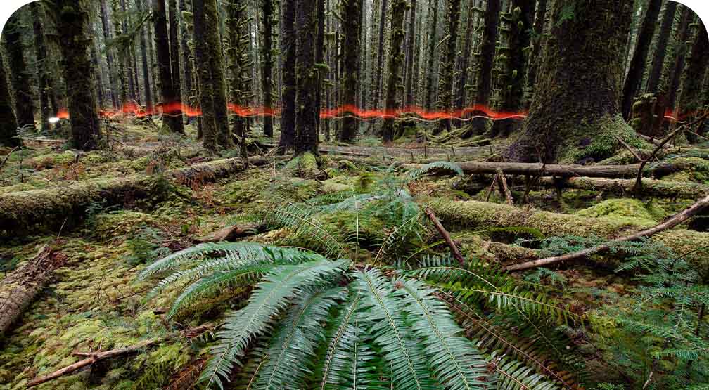 A time-lapse showing a red streak through a mossy forest.
