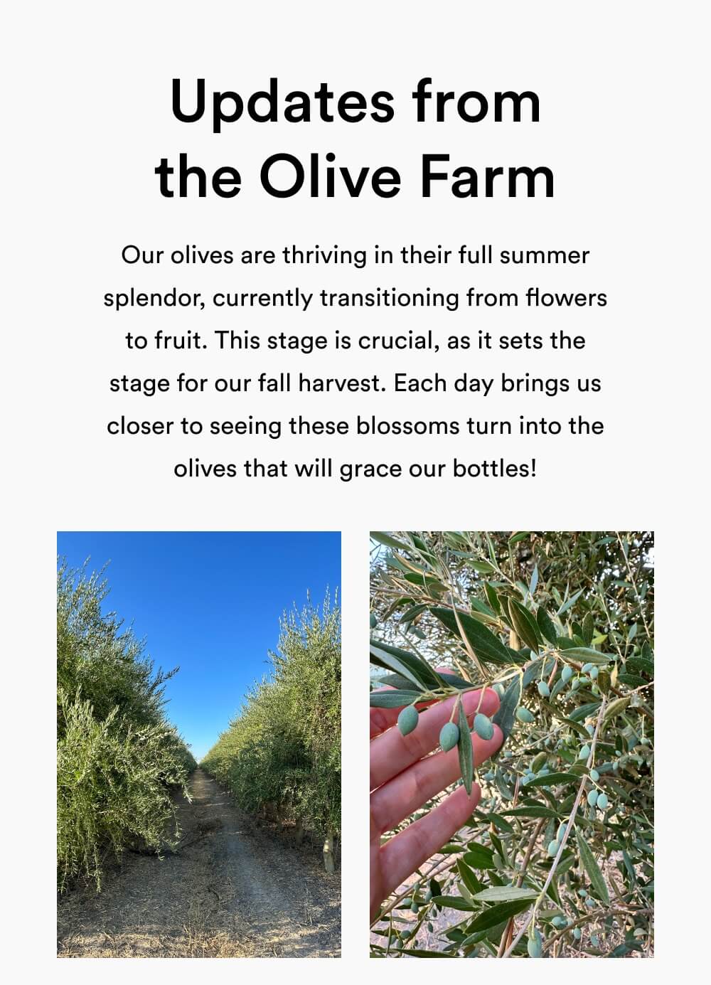 Updates from our Olive Farm