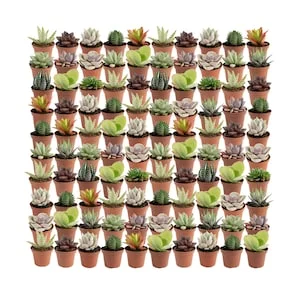 Up to 50% Off Select Costa Farms Plants