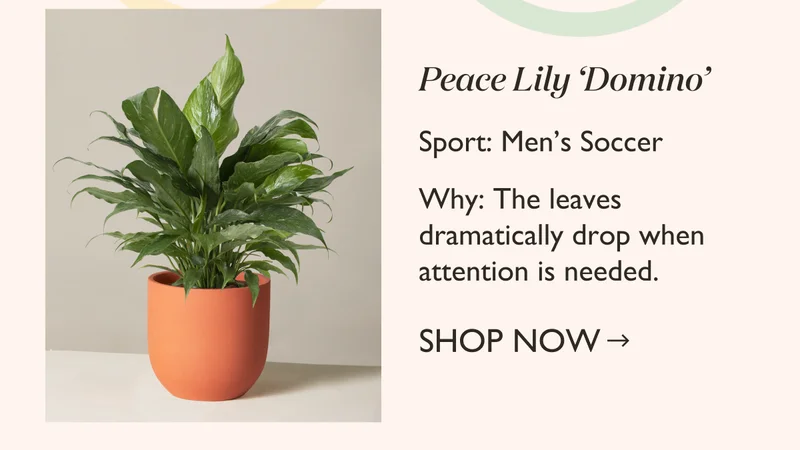 Men's Soccer: Peace Lily Domino