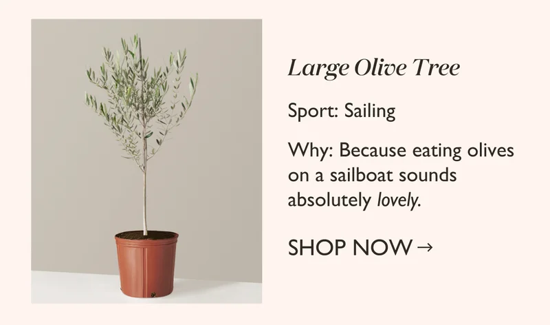 Sailing: XL Olive Tree