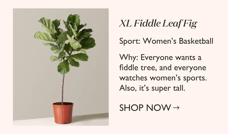 Women's Basketball: XL Fiddle Leaf Fig