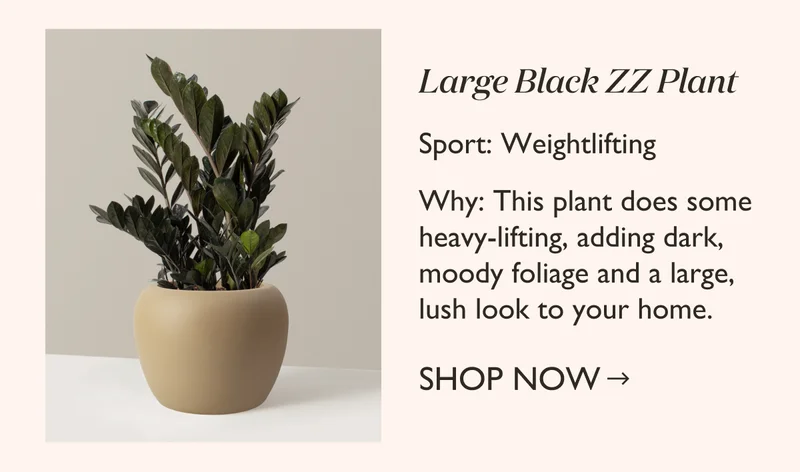 Weightlifting: Large Black ZZ Plant