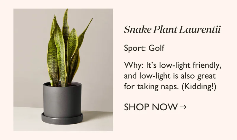 Golf: Snake Plant Laurentii
