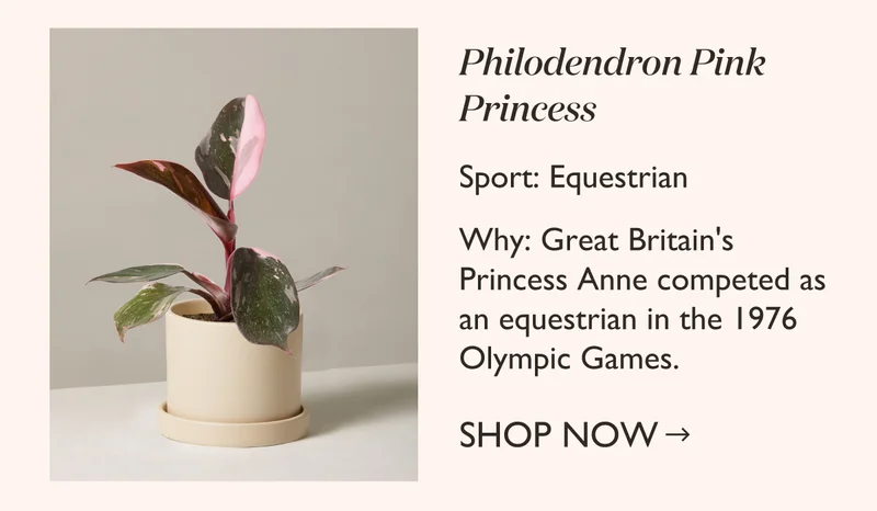Equestrian: Philodendron Pink Princess