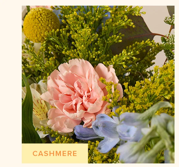 FEATURED BOUQ: CASHMERE FEATURED BOUQ: CASHMERE