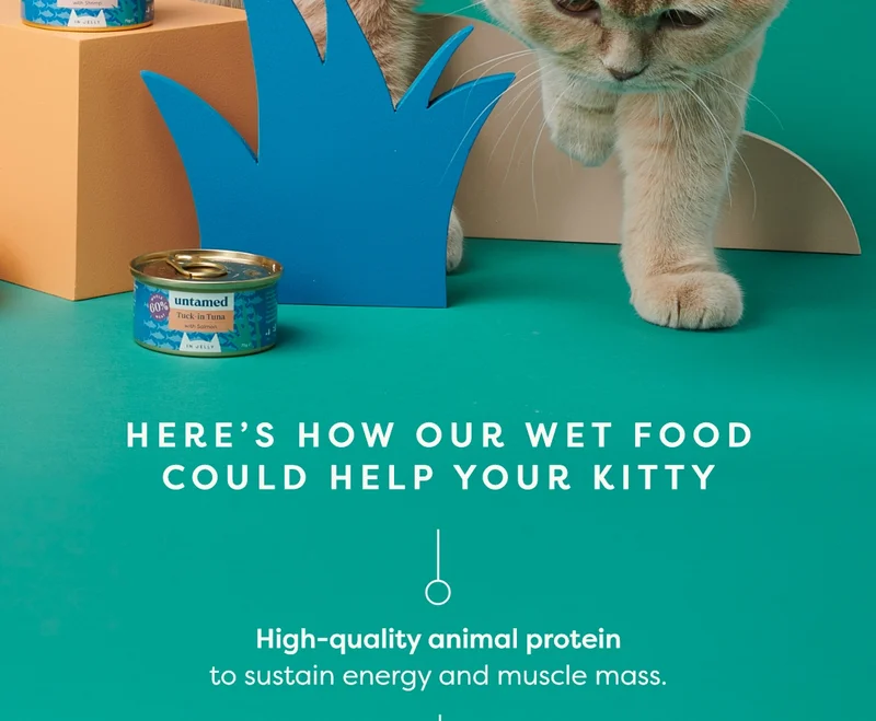 Here's how our wet food could help your kitty