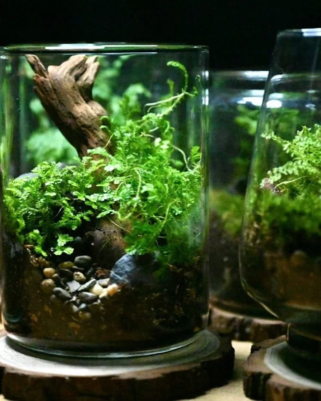 Wildcraft Plant Terrariums DIY box