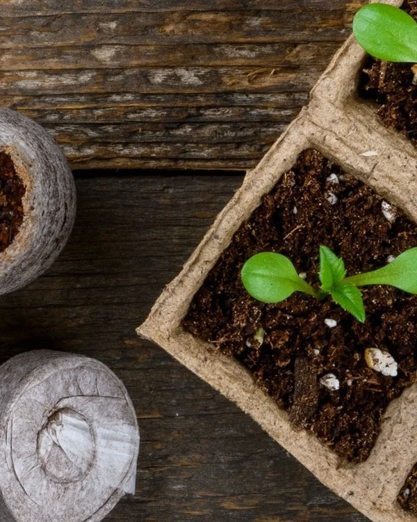 Urban Organic Gardener seed club