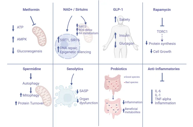 Metformin | NAD+ / Sirtuins | GLP-1 |  Rapamycin | Spermidine | Senolytic | Probiotics | Anti-Inflammatories