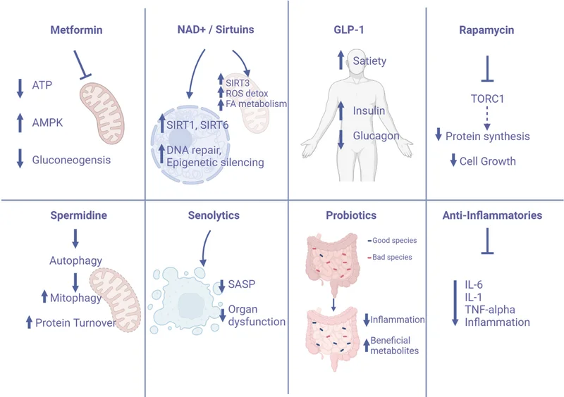 Metformin | NAD+ / Sirtuins | GLP-1 |  Rapamycin | Spermidine | Senolytic | Probiotics | Anti-Inflammatories