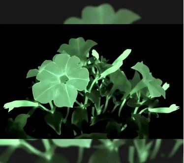 Roberta's 1pc Glow in the Dark Firefly Petunia Live Plant w/ Food