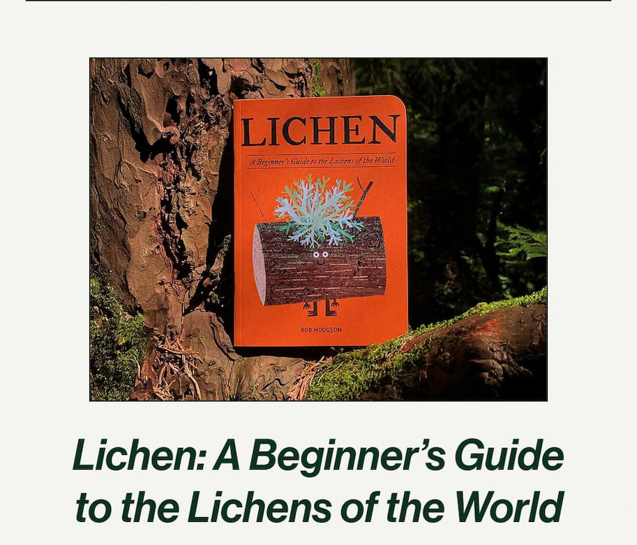 Lichen: A Beginner's Guide