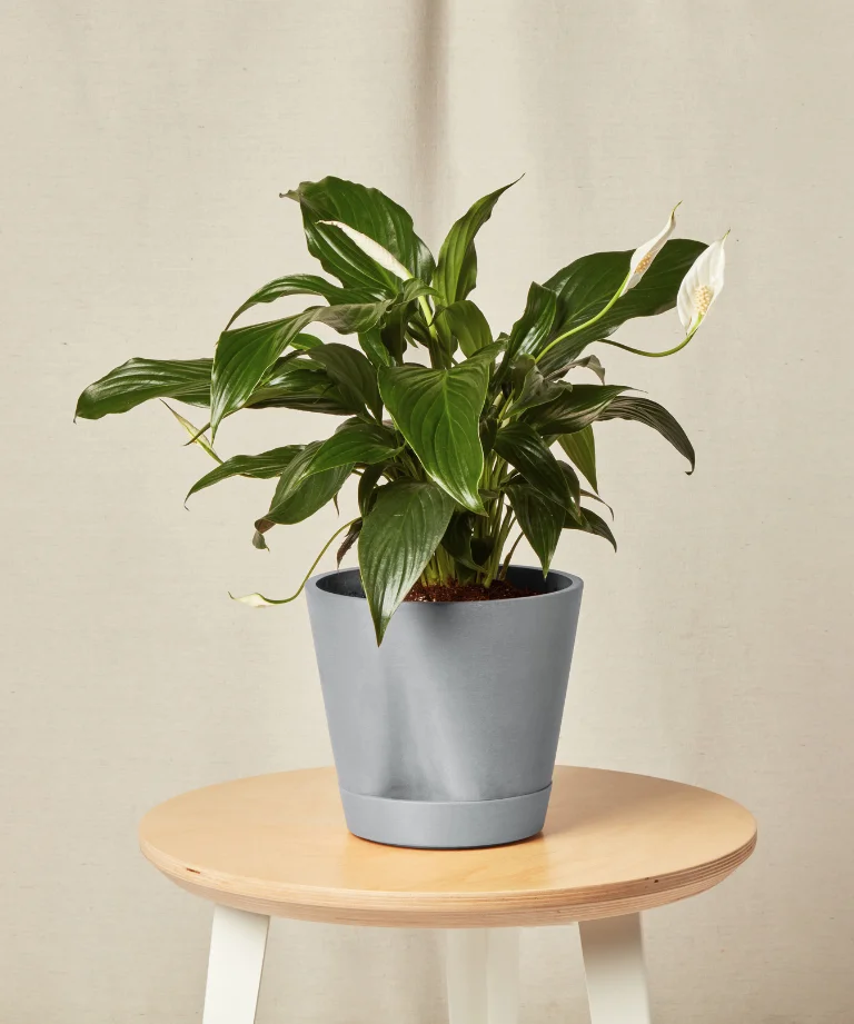 Image of Peace Lily