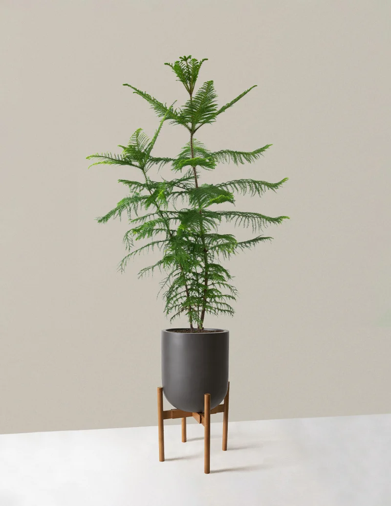 Image of Extra Large Norfolk Island Pine