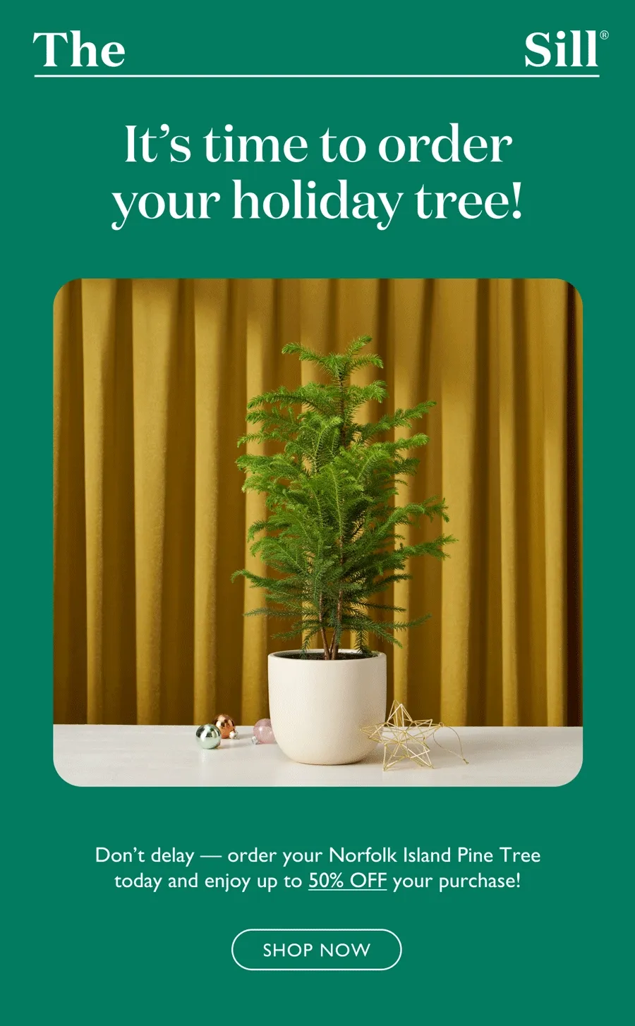 It's time to order your holiday tree! Don't delay - order your Norfolk Island Pine today and enjoy up to 50% off your purchase.