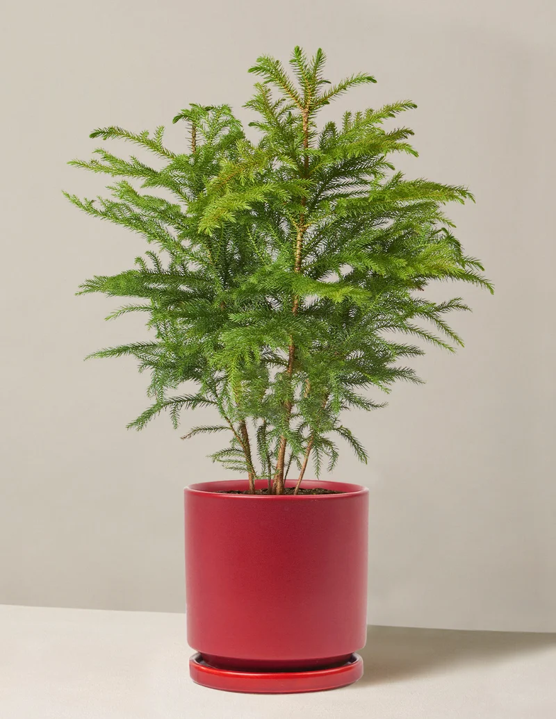 Image of Medium Norfolk Island Pine