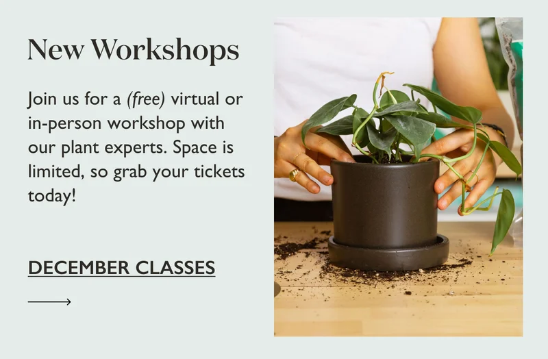 Join us for a virtual or in-person workshop with our plant experts. Space is limited, so grab your tickets today!