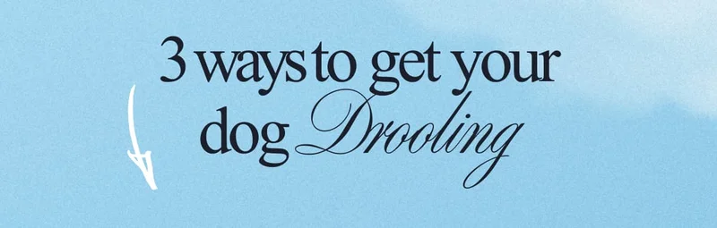 3 ways to get your dog Drooling