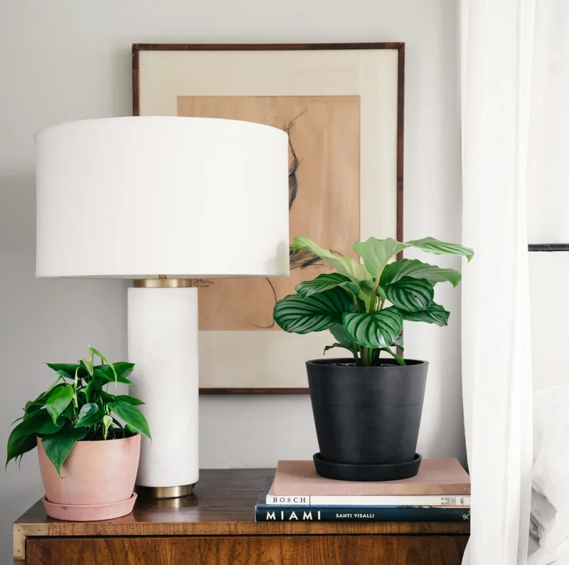 pothos and calathea on nightstand