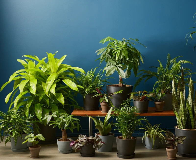 group of low light friendly plants
