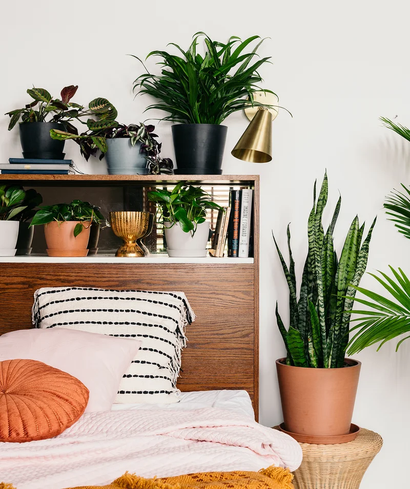 plants surrounding bedside