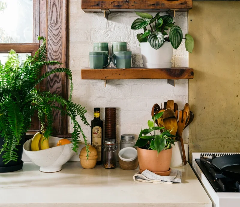 plants on kitchen counter