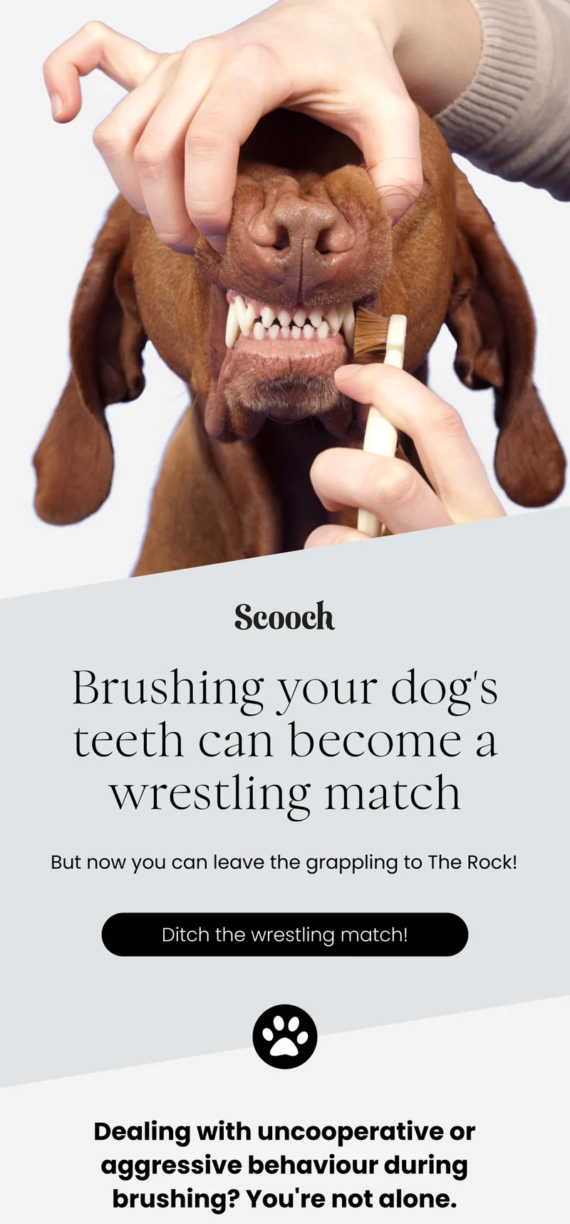 Scooch Dental Sticks