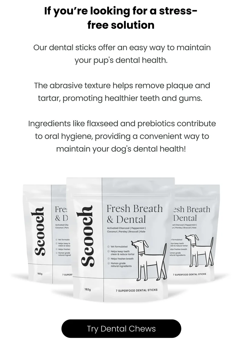 Scooch Dental Sticks